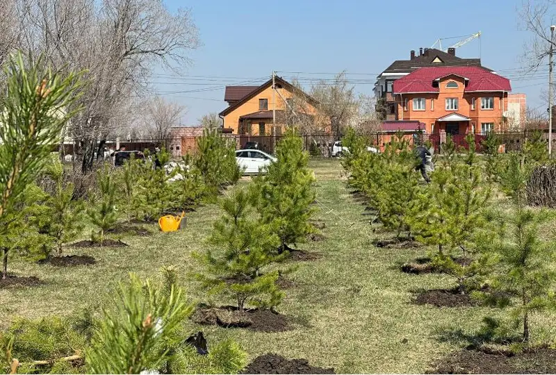 Около 300 деревьев высадили за один день в Петропавловске