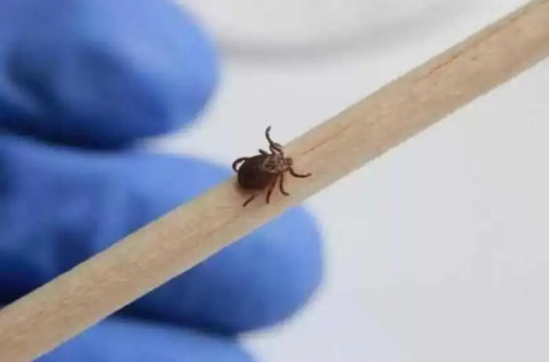 الماتىنىڭ مەدەۋ، بوستاندىق، ناۋرىزباي اۋداندارىندا ادامدى كەنە شاعۋ قاۋپى جوعارى