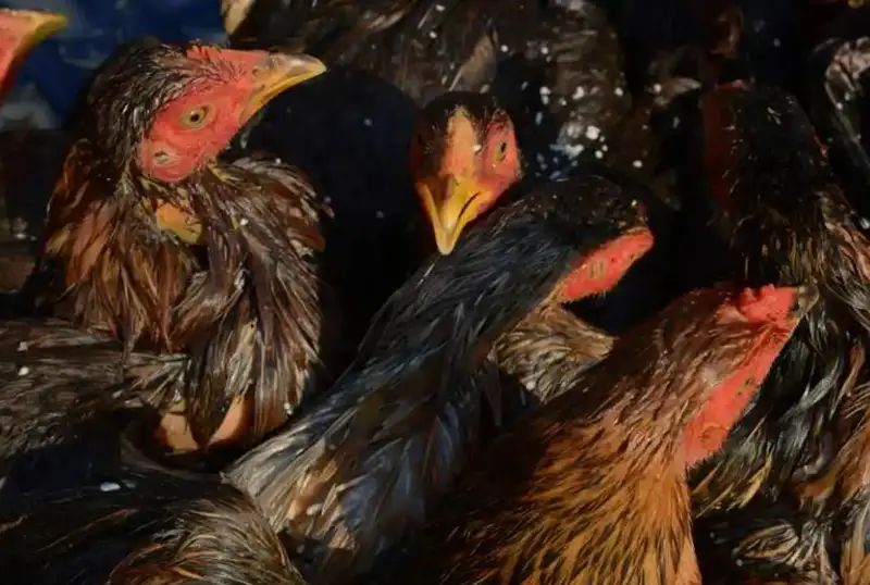 Девочка умерла от птичьего гриппа в Камбодже