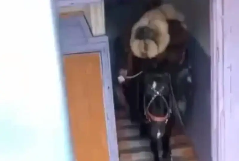 Besinshi qabatqa atpen shyqqan qaraǵandylyq 10 kúnge qamalýy múmkin