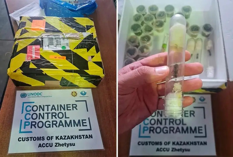 الماتى اۋەجايىندا يتاليادان اكەلىنگەن قوراپتان قۇمىرسقالار تابىلدى