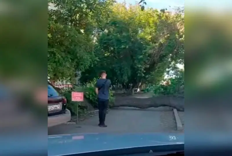 Упавшее дерево перекрыло движение по улице в Петропавловске