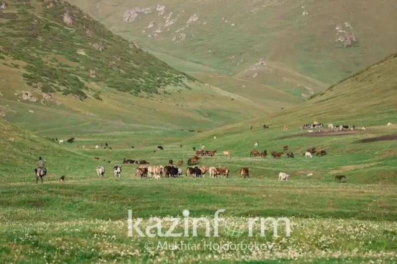 ۇلىتاۋ وبلىسىندا سيىر باسى نەلىكتەن ازايعانى بەلگىلى بولدى