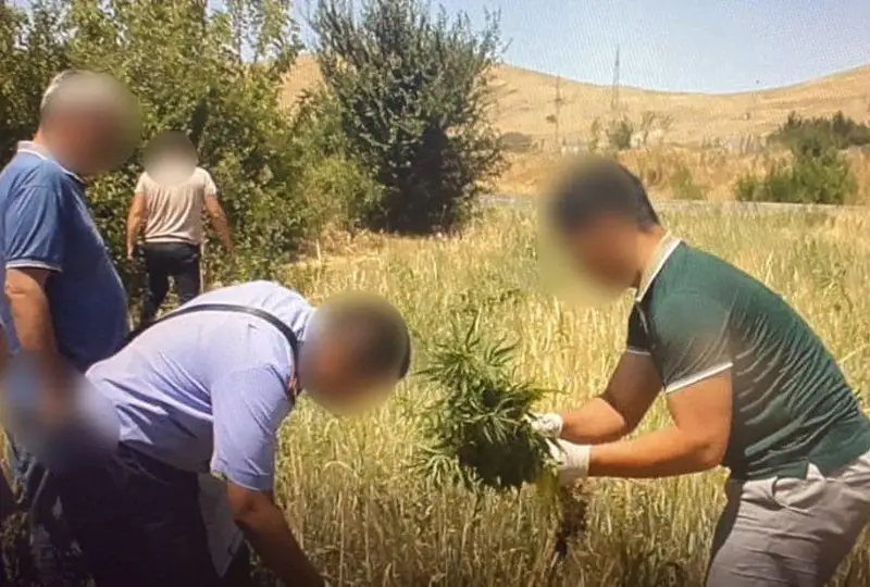 Подозревается в посеве и хранении наркотиков житель Туркестанской области