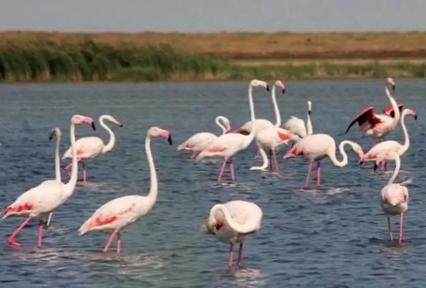 Fara Taxi порно видео онлайн