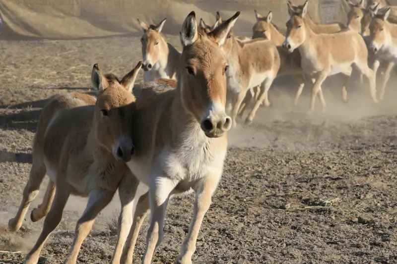 بيىل «التىن- ەمەل» پاركىندەگى قۇلان سانى 3 مىڭنان استى