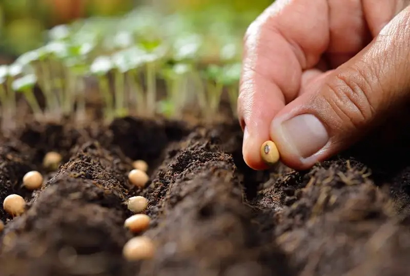 Около 9 млрд тенге на субсидирование удобрений и семян выделят в СКО