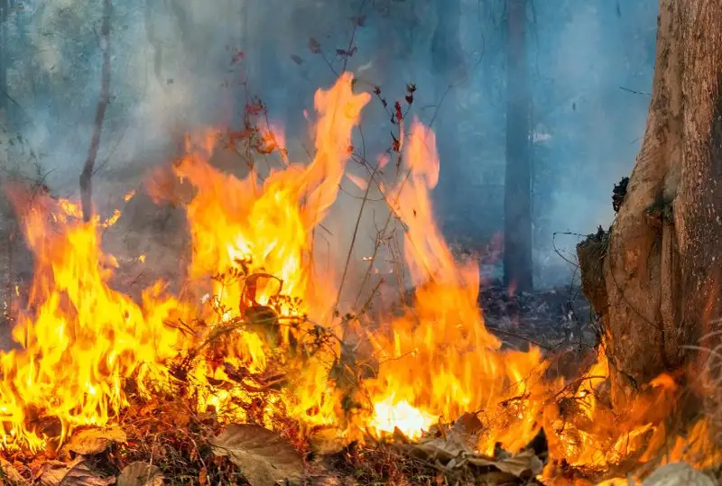 Тысячи людей эвакуировали из-за лесного пожара на Канарских островах