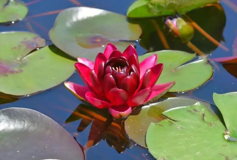 الماتىدا ءتۇرلى اڭىزداردا ايتىلاتىن نيمفەيالار گۇلدەدى - فوتو