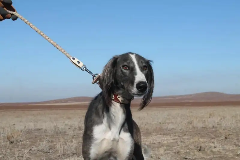 Мансур Канатбекулы из ВКО: Занимаюсь тазы не ради дохода, а по завету предков