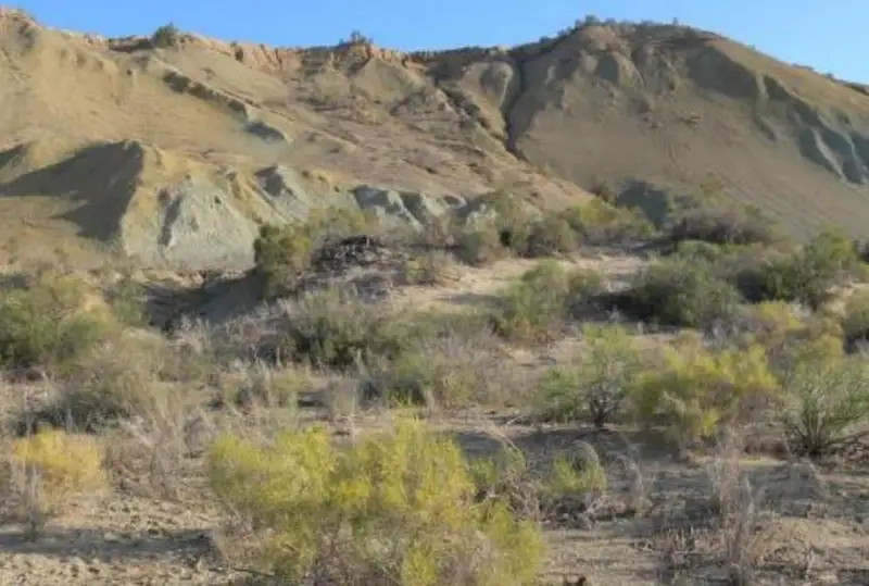 بارساكەلمەس قورىعىنداعى بورشوۆ قىزعالداعى گۇلدەدى