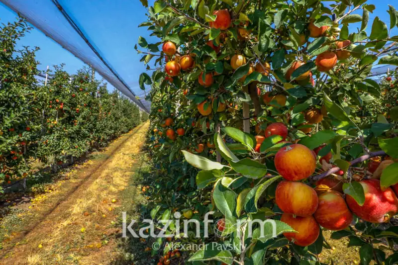 قازاقستان الماسىن وزبەكستانعا ەكسپورتتاۋدا قانداي كەدەرگىلەر بار