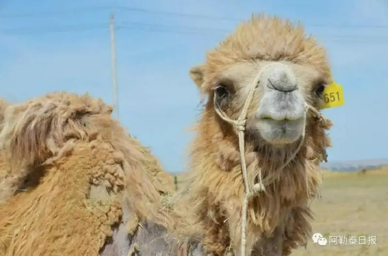 قازاقستاندىق عالىمدار بۋدانداستىرىلعان تۇيەنى زەرتتەي باستادى