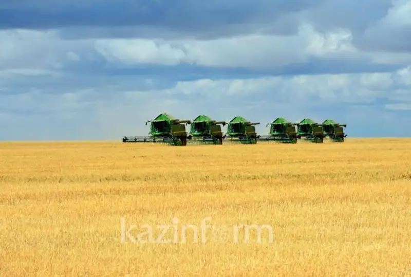 Убрано больше половины урожая зерновых - Минсельхоз РК