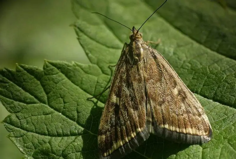 СКО борется с луговым мотыльком