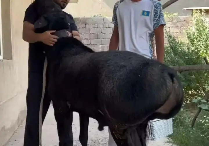 قوشقار 15 ميلليون تەڭگەگە ساتىلىپ، جۇرتتى تاڭعالدىردى