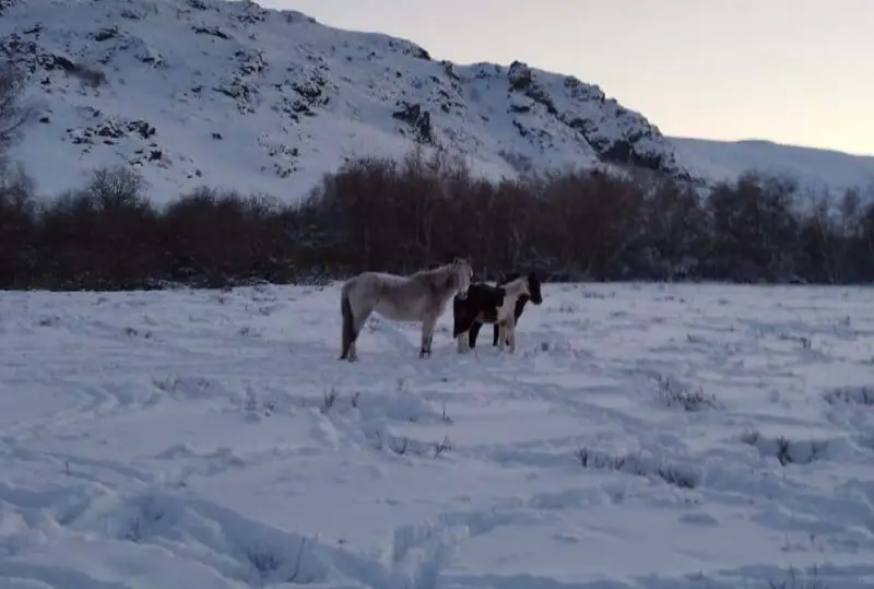 11 лошадей из украденных 31 вернули жителю Семея