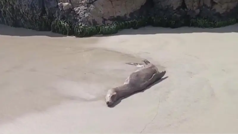 Власти Перу продлили чрезвычайное положение из-за птичьего гриппа