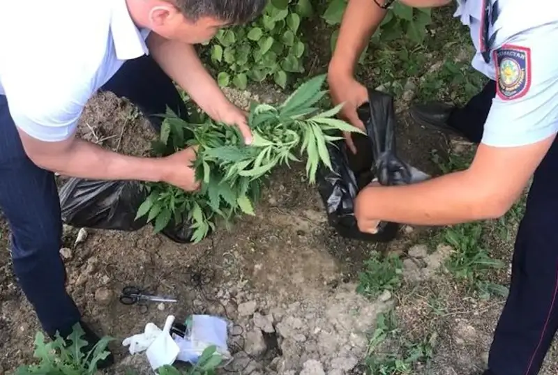 Около 7 млн тенге может заплатить за выращивание конопли житель Жамбылской области