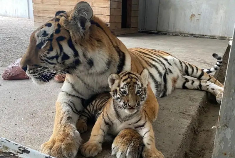 Новорождённым тигрятам карагандинского зоопарка дали имена - Шерхан и Шива