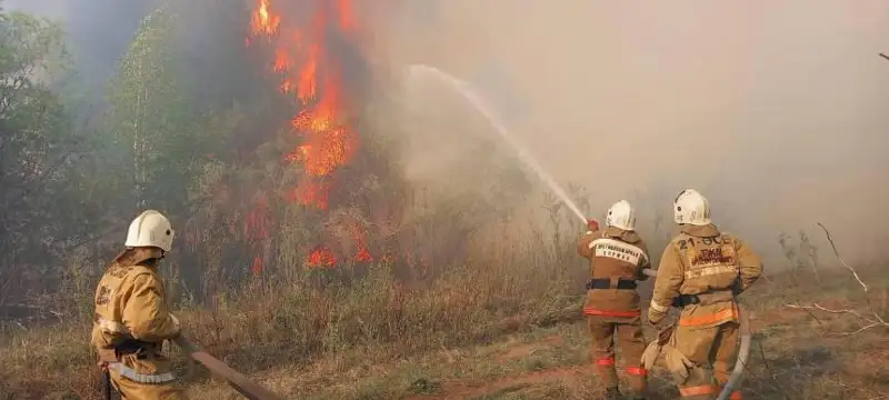 رەسەيدەن باستالعان ورمان ءورتى اباي وبلىسىندا 70 گەكتار اۋماققا جايىلدى