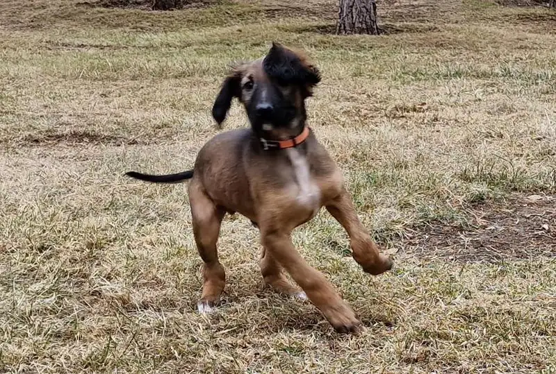 Как подрос подаренный Президенту щенок Наурыз