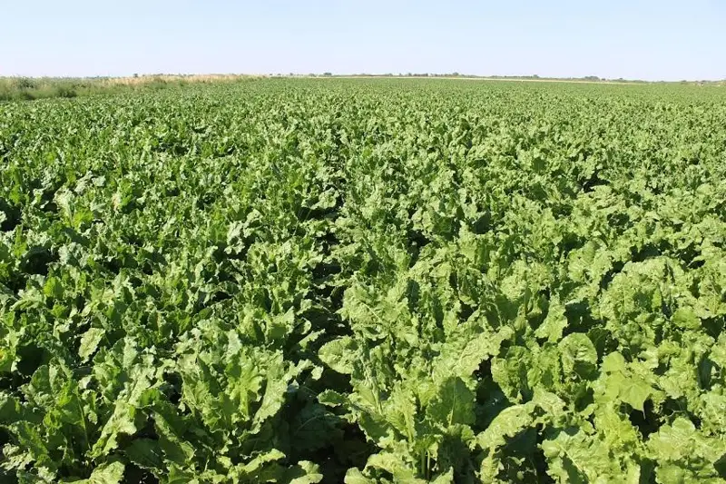 300 тыс тонн сахарной свеклы нового урожая планируют переработать в Жамбылской области