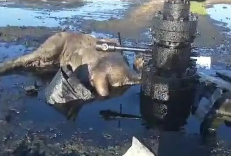 В Мангистау в нефтяной луже погиб верблюд