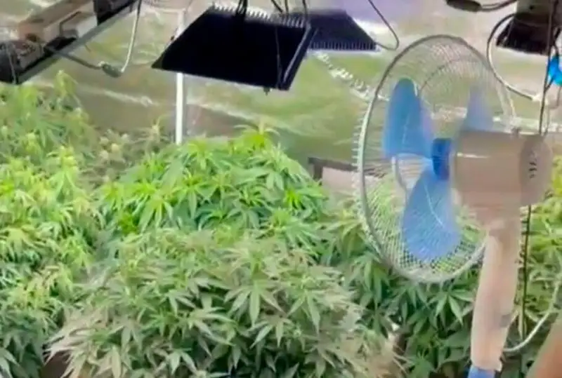 Деятельность «наркоагрономов» пресекли в Экибастузе