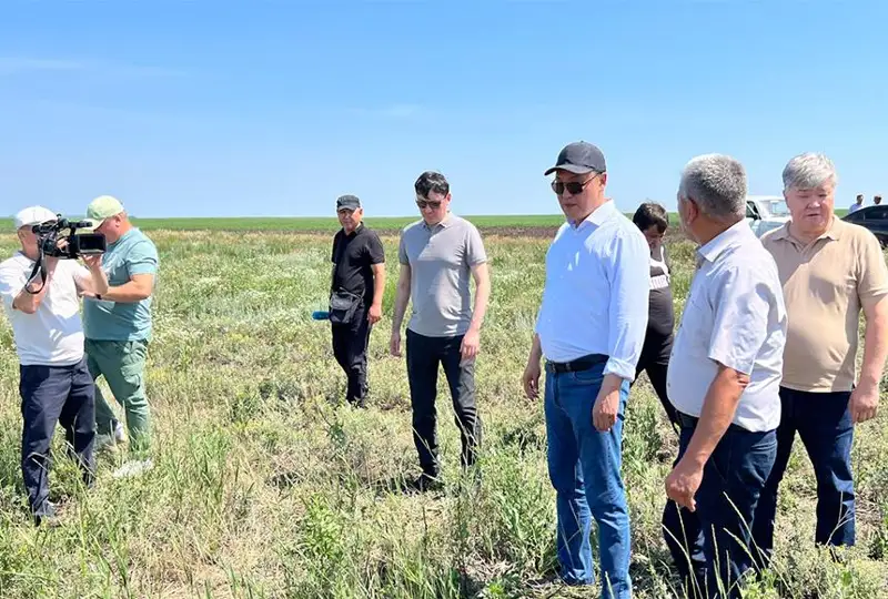 Qazaqstan óńirlerinde shegirtkeniń kóbeıýine qatysty jaǵdaı – Úkimet  baqylaýynda