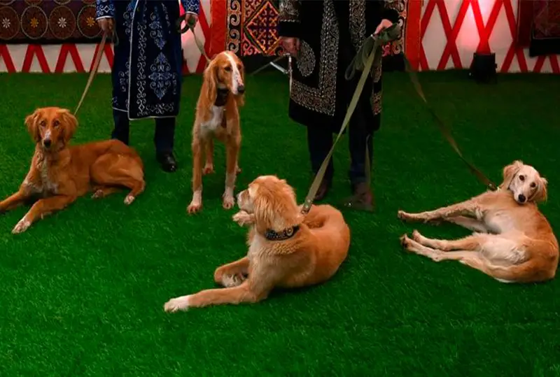 Утверждены стандарты казахских пород собак