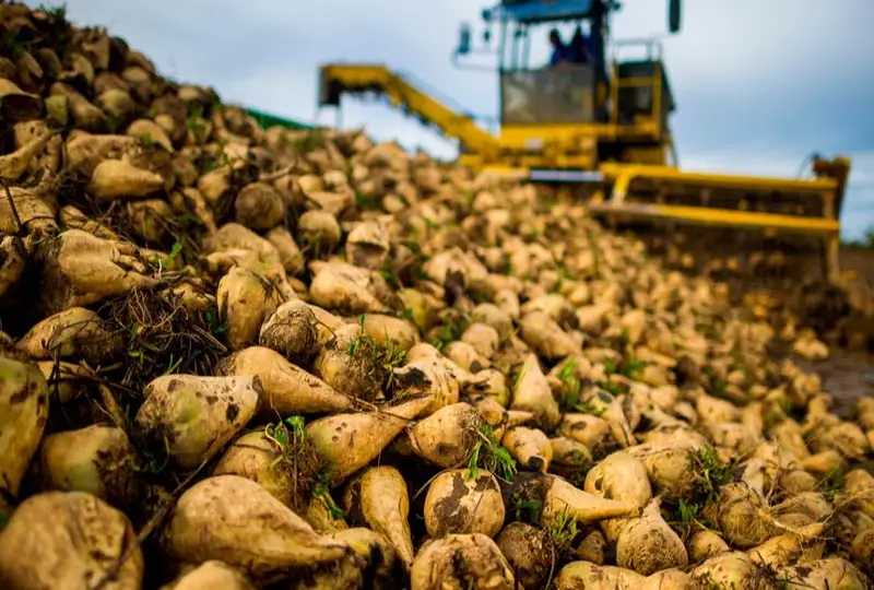 Более 280 тысяч тонн сахарной свеклы сдали на переработку казахстанцы