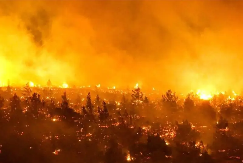 Чилида ўрмон ёнмоқда, 24 киши ҳалок бўлди