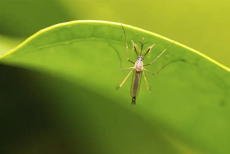 В ВОЗ предупреждают о росте числа заболеваний, передаваемых комарами