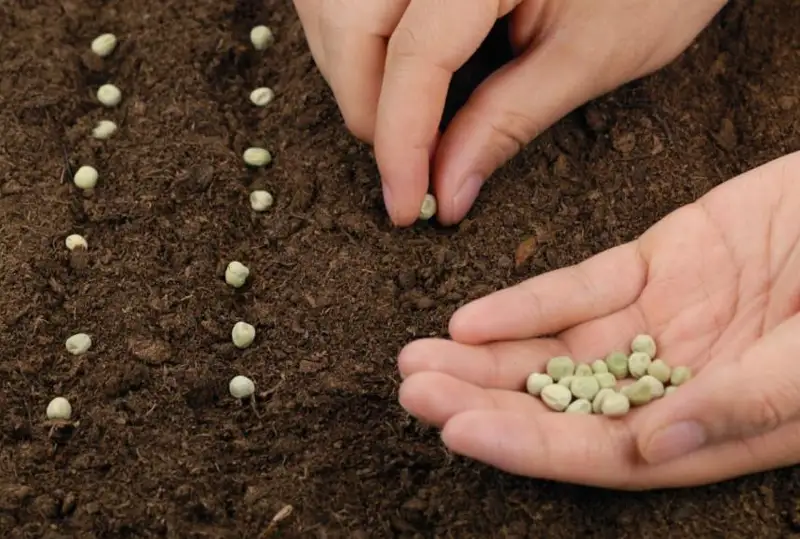 Минсельхоз субсидирует не производство семян, а импорт – депутат