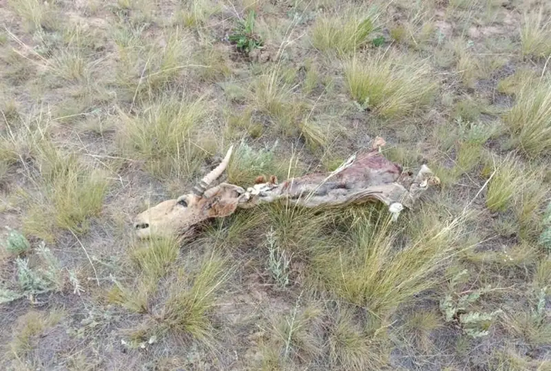 كيىك اتقان براكونەر ۇستالدى