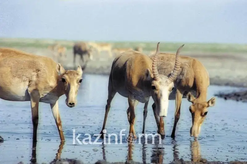 Более 1,8 тысячи сайгаков изымут из природных условий для научных исследований