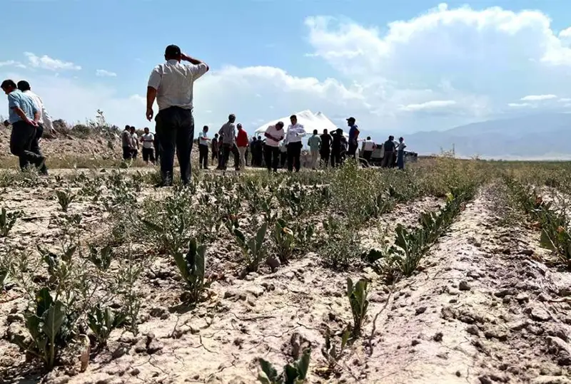 С фермерами пострадавших от засухи районов Жамбылской области встретился глава МСХ