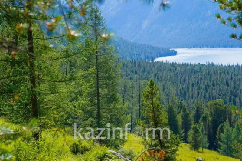 Южная Корея поможет Казахстану восстановить леса