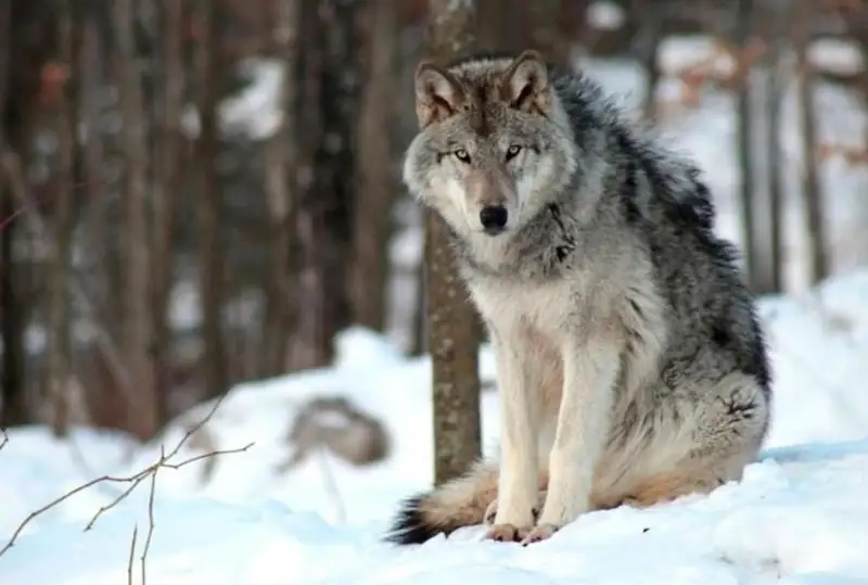 Волк переведен в категорию охотничьего вида в Казахстане