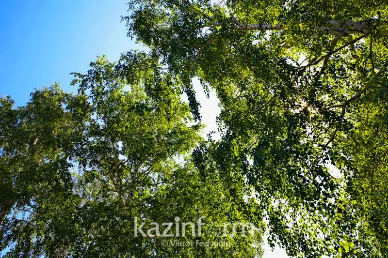 Как сохраняют лесной фонд в Костанайской области