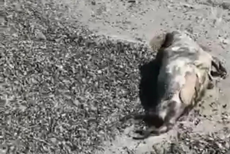 Мертвых тюленей и рыбу обнаружили на побережье Каспия