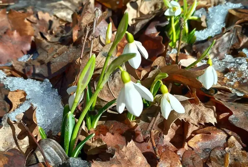 Алматыда бәйшешек гүлдеді