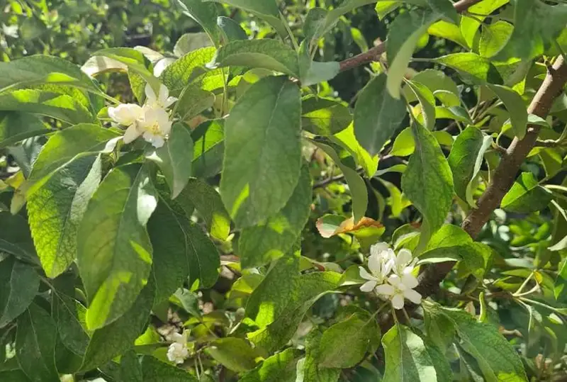В Туркестане второй раз зацвела яблоня