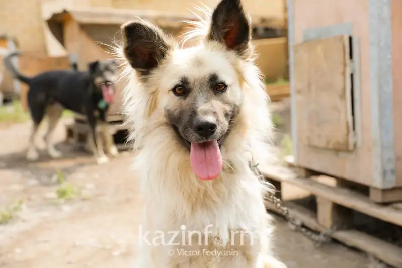 Как изменится отношение к  животным после принятого закона – интервью с ветеринарным врачом