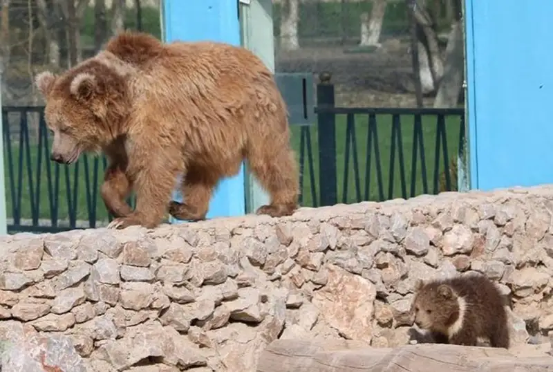 Shymkent zoobaǵynda dúnıege kelgen qonjyqqa «Ýmka» degen esim berildi