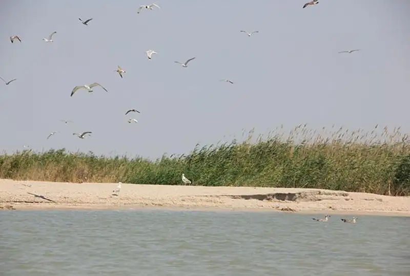 Государственному природному резервату «Акжайык» выделят более 970 млн тенге на пять лет