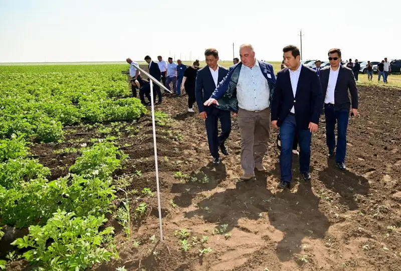 Капельное орошение на картофельных полях применяют в СКО