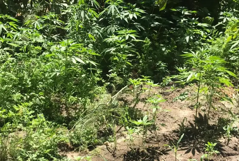 Полицейские Туркестанской области изъяли у двух братьев свыше 1350 кустов конопли