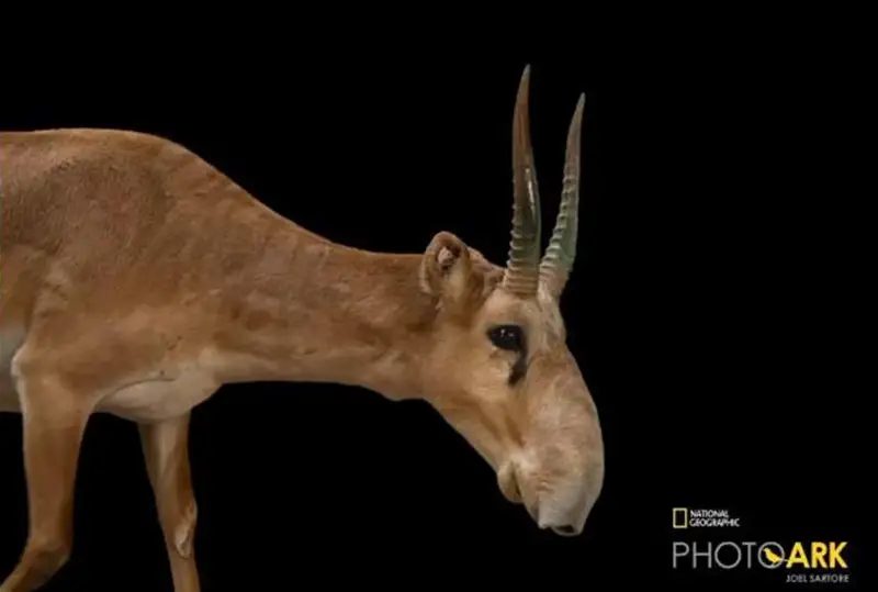 Фотограф National Geographic заснял сайгаков в Алматы